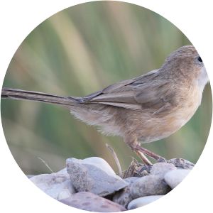 Iraq babbler - Birds