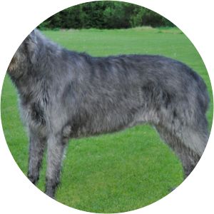 Ireland Wolfhounds