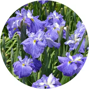 Iris ensata var. ensata