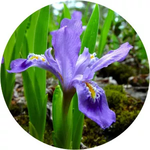 Iris lacustris