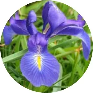Iris latifolia