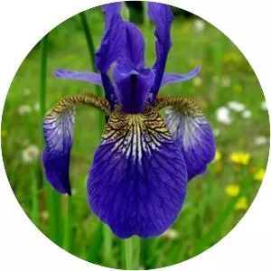 Iris sanguinea - Plants