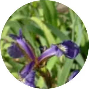 Iris setosa
