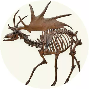 Irish elk