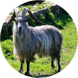 Irish goat