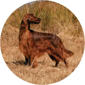 Irish Setter