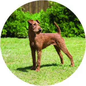Irish Terrier