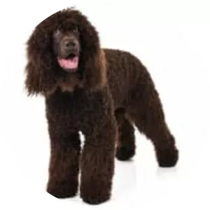 Irish Water Spaniel