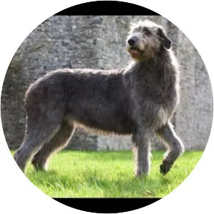 Irish wolfhound