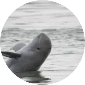Irrawaddy dolphin