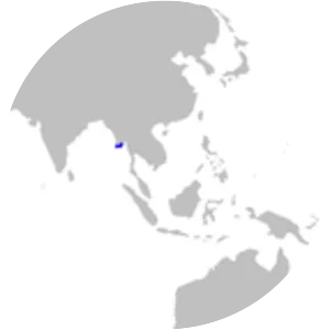 Irrawaddy river shark