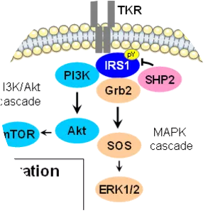 IRS1 - Protein