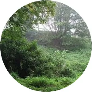 Isabel de Bolebec, Countess of