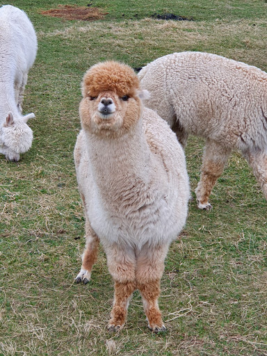 Isartal Alpakas - Ranch in Berg, Germany