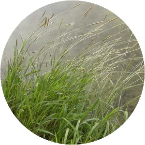 Ischaemum aristatum var. glaucum