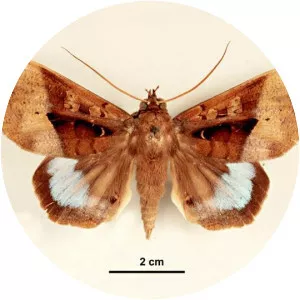Ischyja manlia