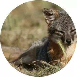 Island fox - Animal