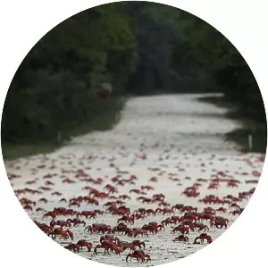 Island of the Hungry Ghosts - 2018 ‧ Documentary ‧ 1h 38m