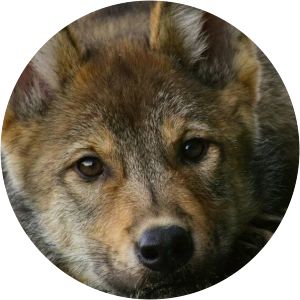 Island of the Sea Wolves