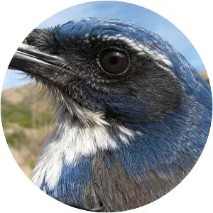 Island scrub jay