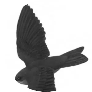Island swiftlet - 