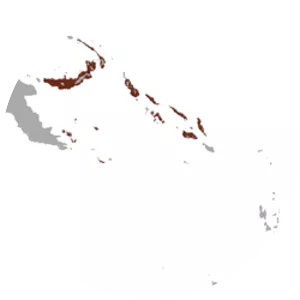 Island tube-nosed fruit bat - Animal