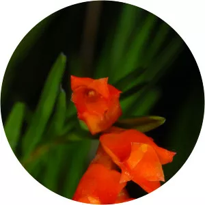 Isochilus aurantiacus