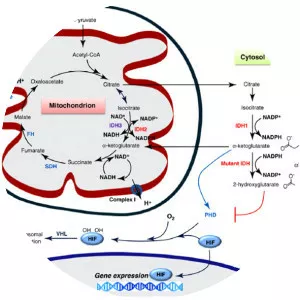 Isocitrate dehydrogenase - 