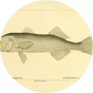 Isopisthus parvipinnis - 