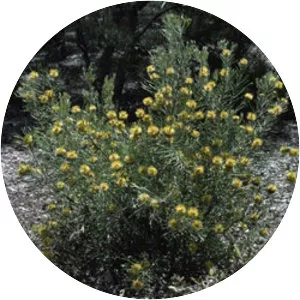 Isopogon anemonifolius - 
