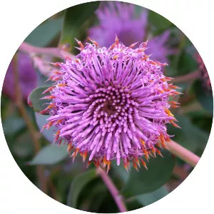 Isopogon
