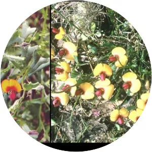 Isotropis cuneifolia - 