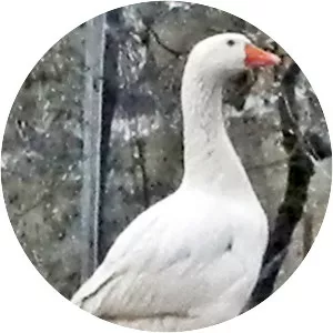 Italian goose - Animal