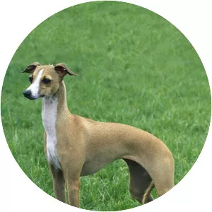 Italian Greyhound