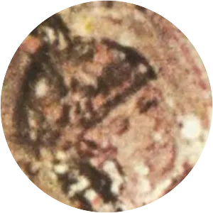 Ivan Asen IV of Bulgaria - Former Tsar of Bulgaria