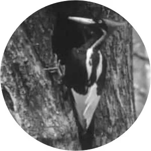 Ivory-billed woodpecker