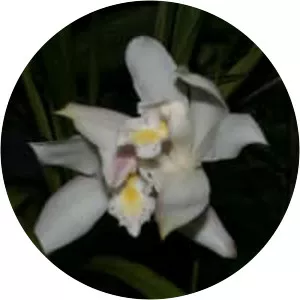 Ivory-colored cymbidium