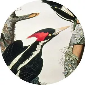 Ivorybilled woodpecker