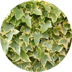 Ivy - South Korean singer