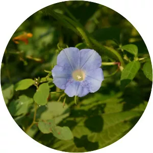 Ivy-leaved morning-glory