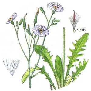 Ixeris strigosa - 