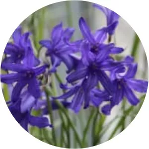 Ixiolirion tataricum - Plants