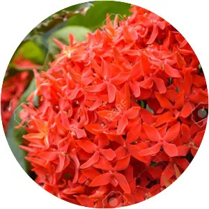 Ixora coccinea - Plants