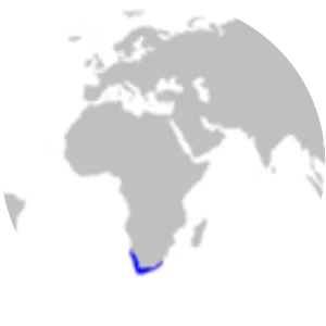 Izak catshark - Fish