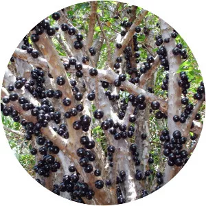 Jabuticaba