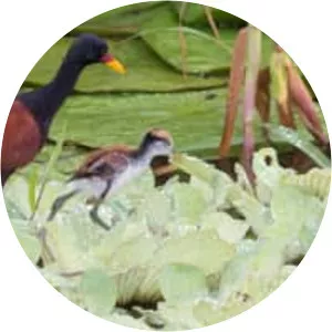 Jacanas