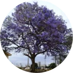 Jacaranda caroba - 