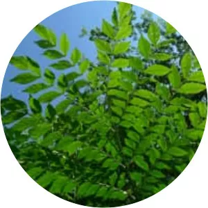 Jacaranda copaia - Plants