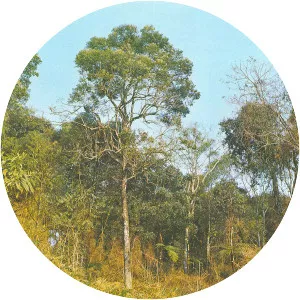 Jacaranda micrantha - 