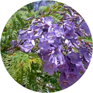 Jacaranda - Plants